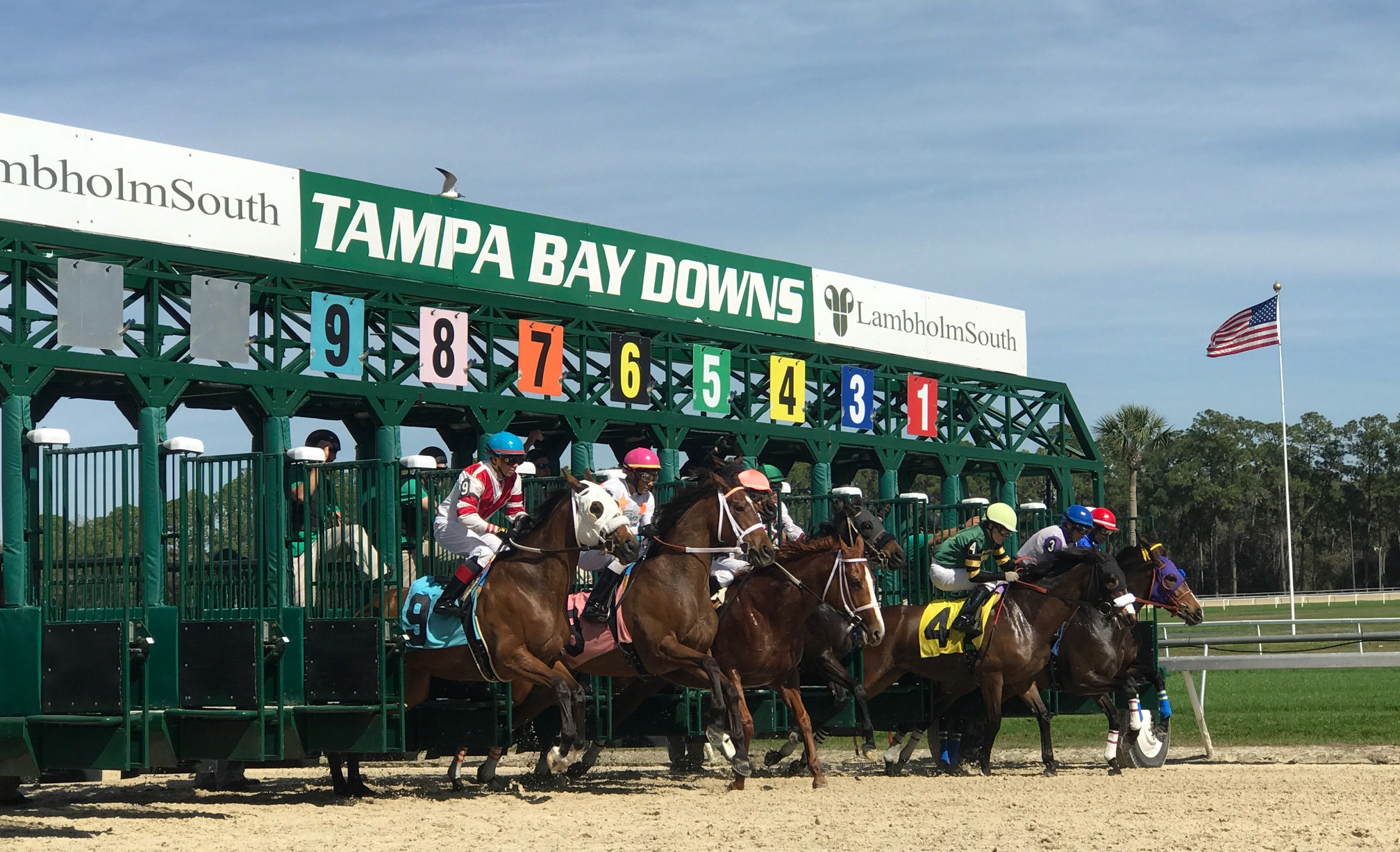 Tampa Bay Downs Horse Racing Picks & Insider Analysis Todays Racing