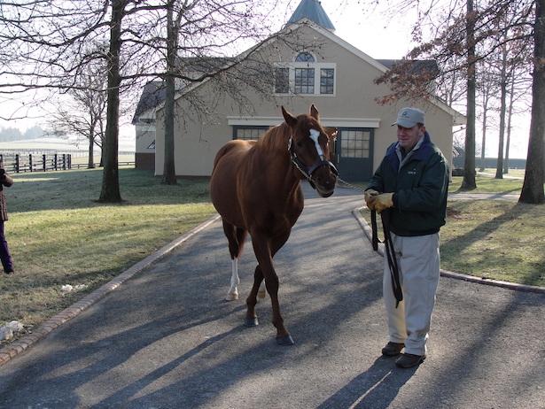 Sire Curlin at Lane's End Farm